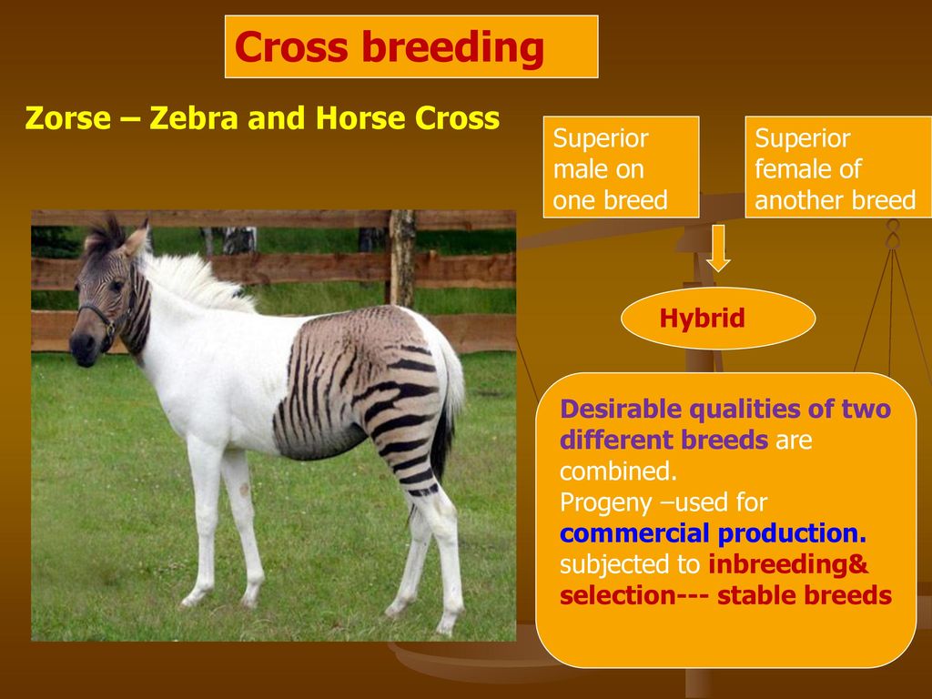 Plant Breeding Food Production Animal Husbandry Ppt Download