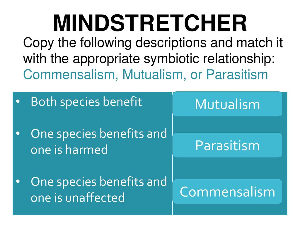 Mindstretcher Mutualism Parasitism Commensalism Ppt Download