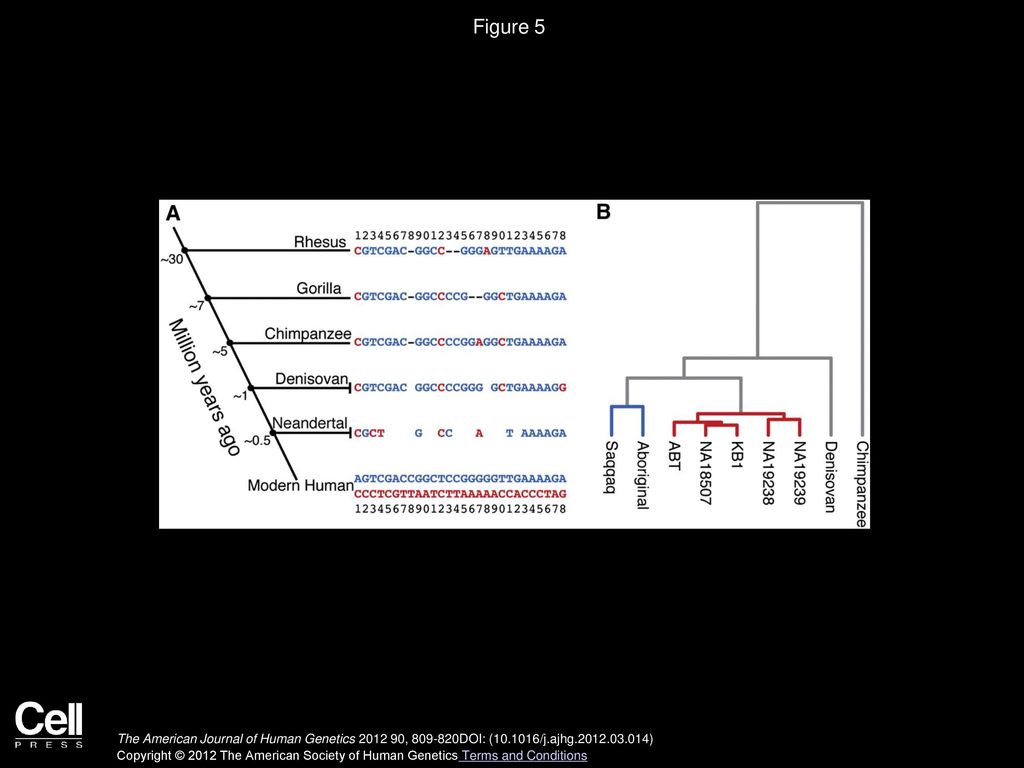 Figure 5 Evolution of FADS Haplotypes