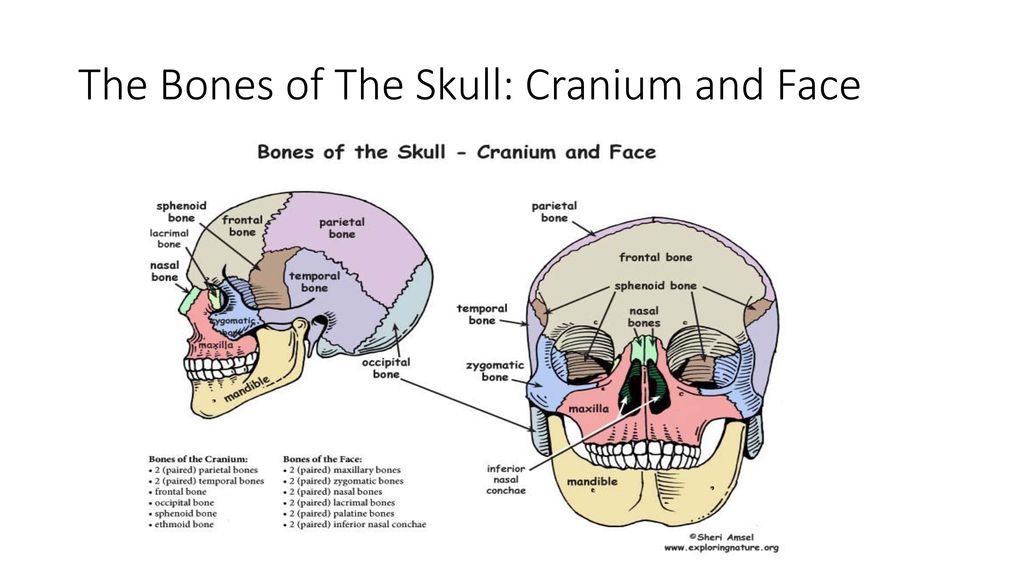 The Bones of The Skull: Cranium and Face