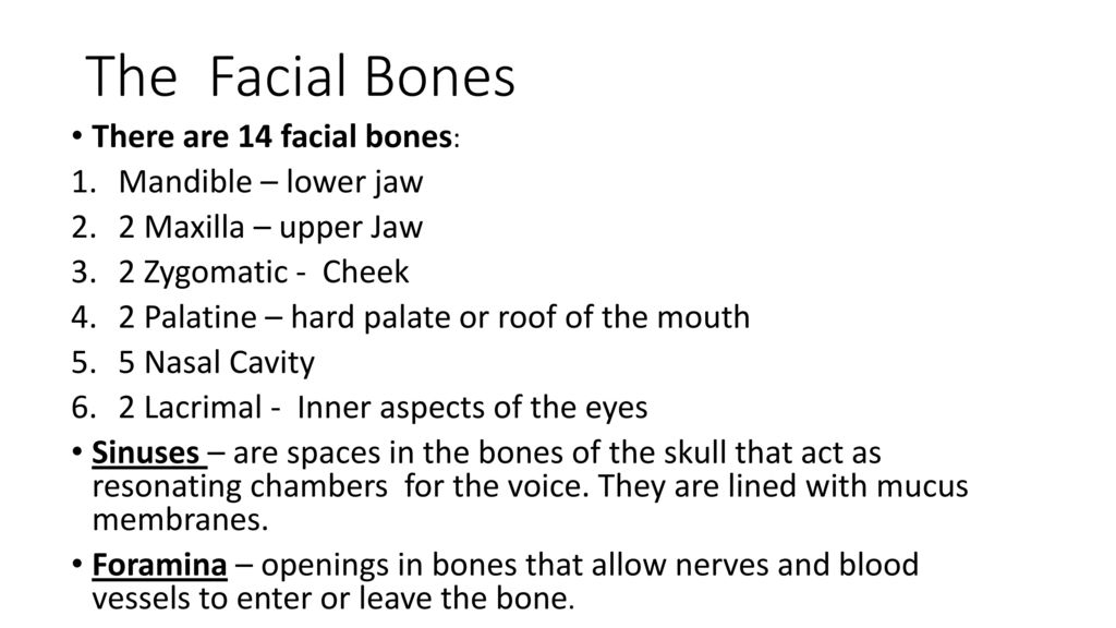 The Facial Bones There are 14 facial bones: Mandible – lower jaw