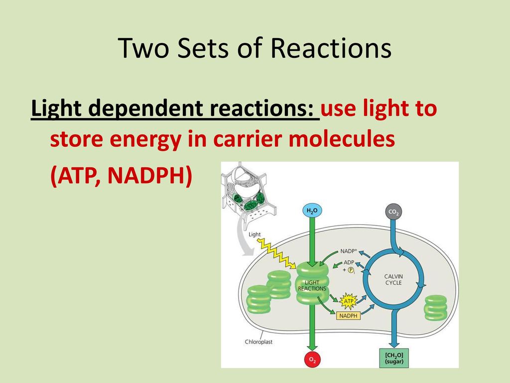 Two Sets of Reactions Light dependent reactions: use light to store energy in carrier molecules (ATP, NADPH)