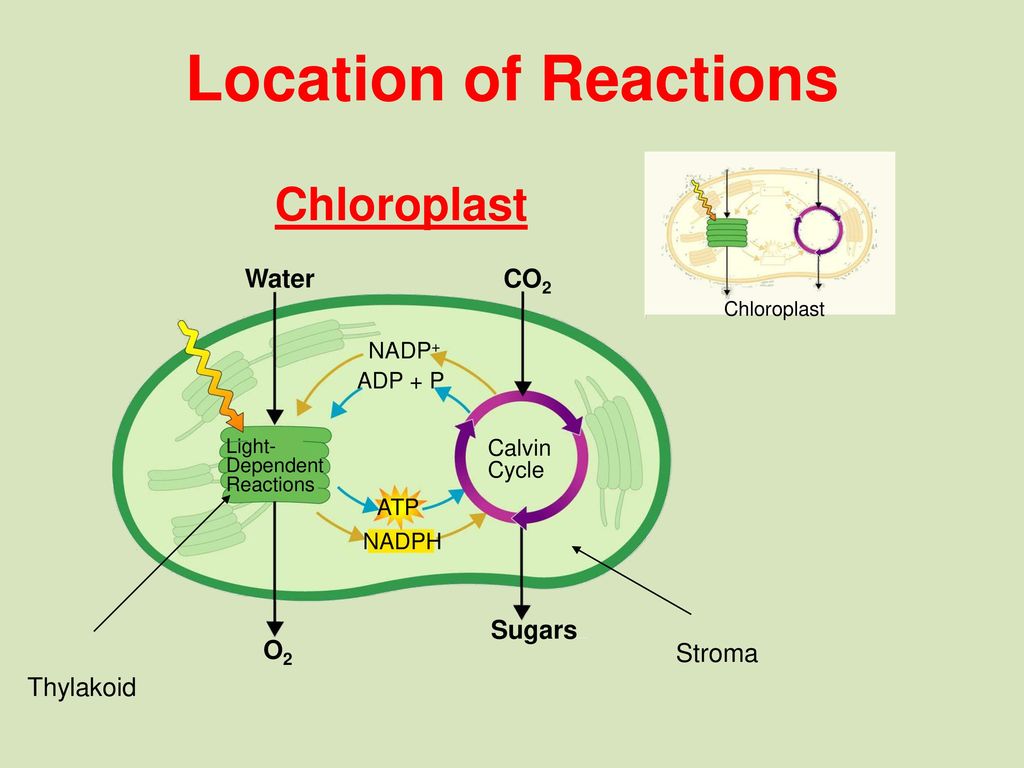 Location of Reactions Chloroplast Water O2 Sugars CO2 Stroma Thylakoid