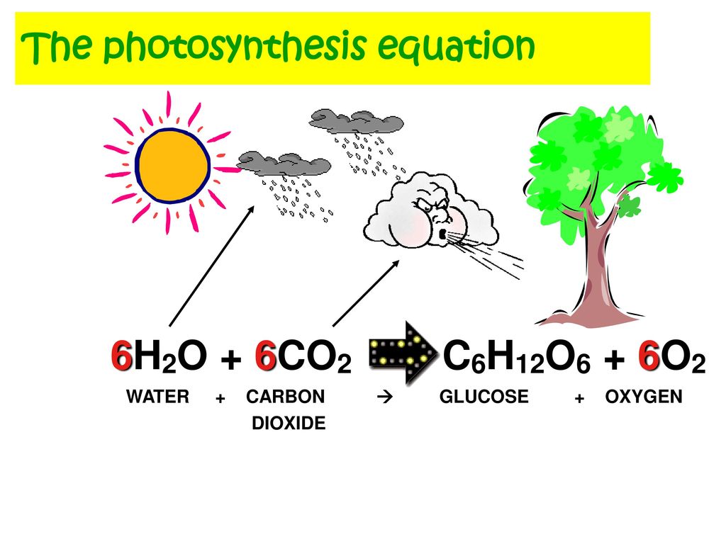 6H2O + 6CO2 C6H12O6 + 6O2 The photosynthesis equation