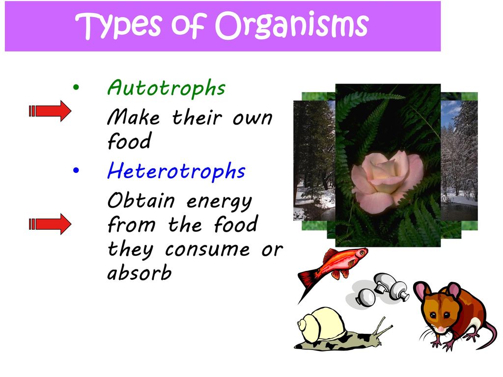 Types of Organisms Autotrophs Make their own food Heterotrophs