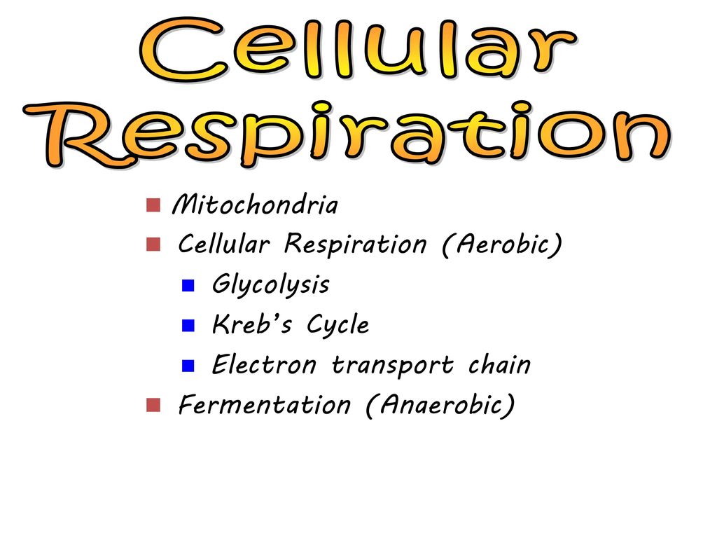 Cellular Respiration Mitochondria Cellular Respiration (Aerobic)