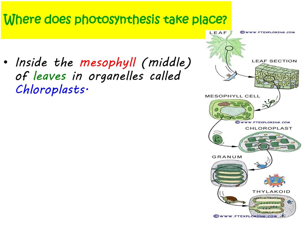 Where does photosynthesis take place
