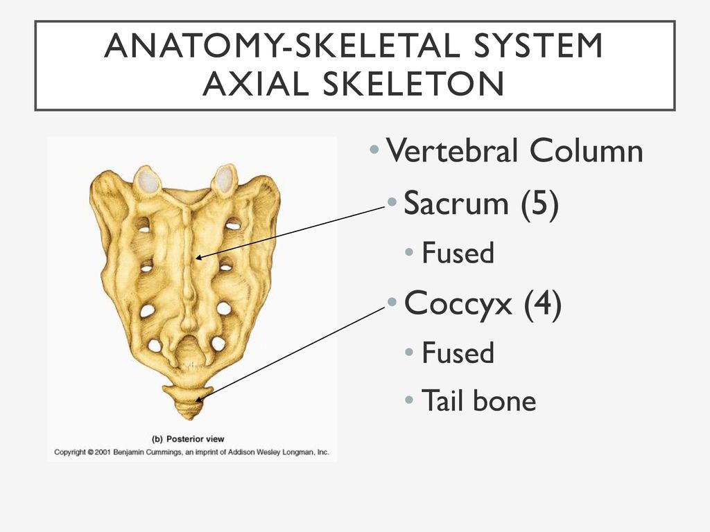 Anatomy-Skeletal System - ppt download