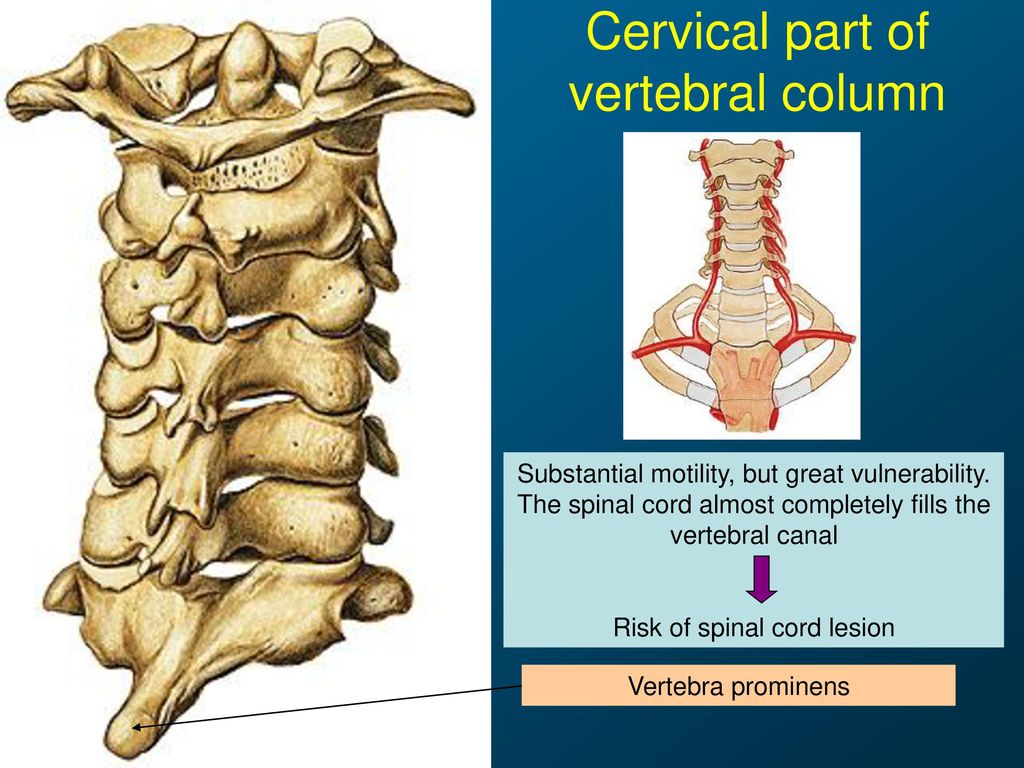 Vertebral column, thorax - ppt download