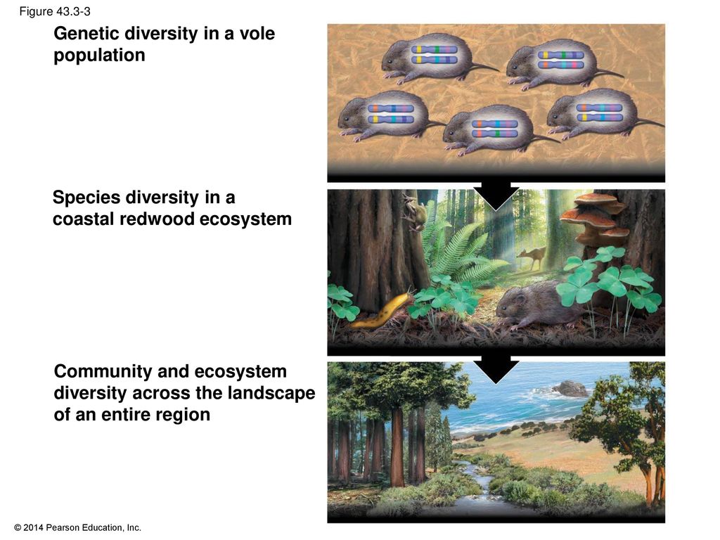 Global Ecology and Conservation Biology - ppt download