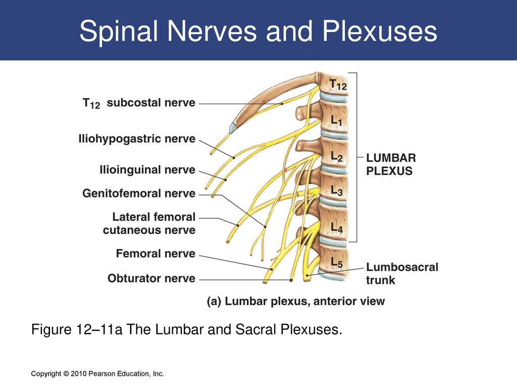 12 The Spinal Cord, Spinal Nerves, And Spinal Reflexes C H A P T E R 