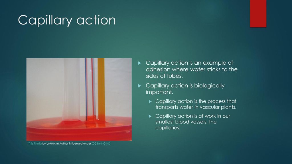 Capillary action Capillary action is an example of adhesion where water sticks to the sides of tubes.