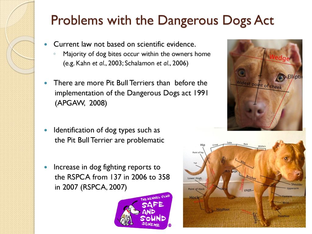 Dog owners' perceptions of current English dog-related laws - ppt download