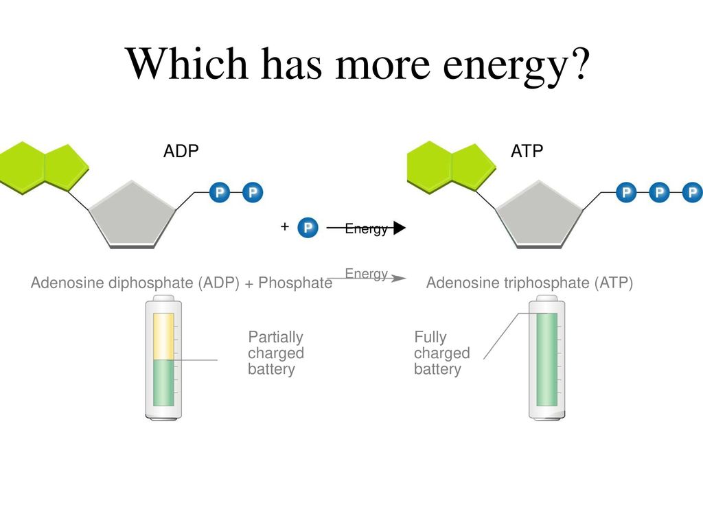 Aim How is ATP the cell’s energy molecule? ppt download