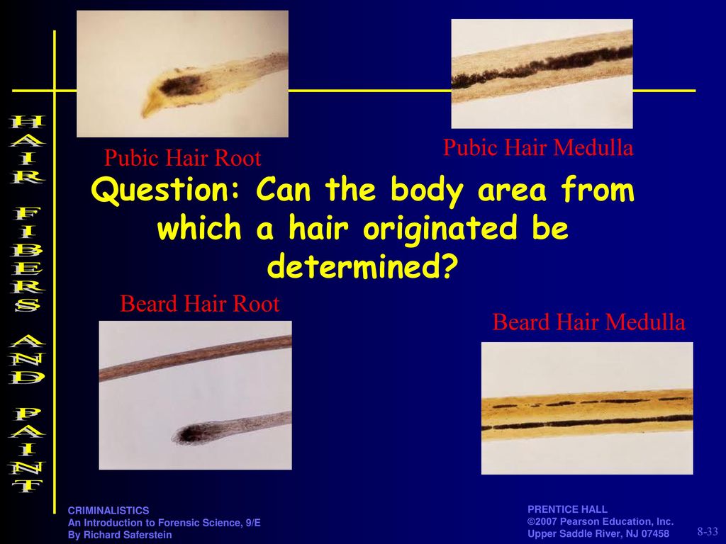 Chapter 8 Hair. - ppt download