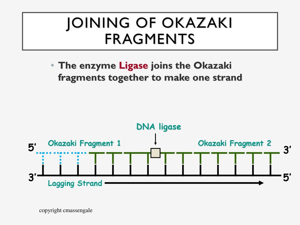 Role of dna chapter 9 section 1 part ppt download