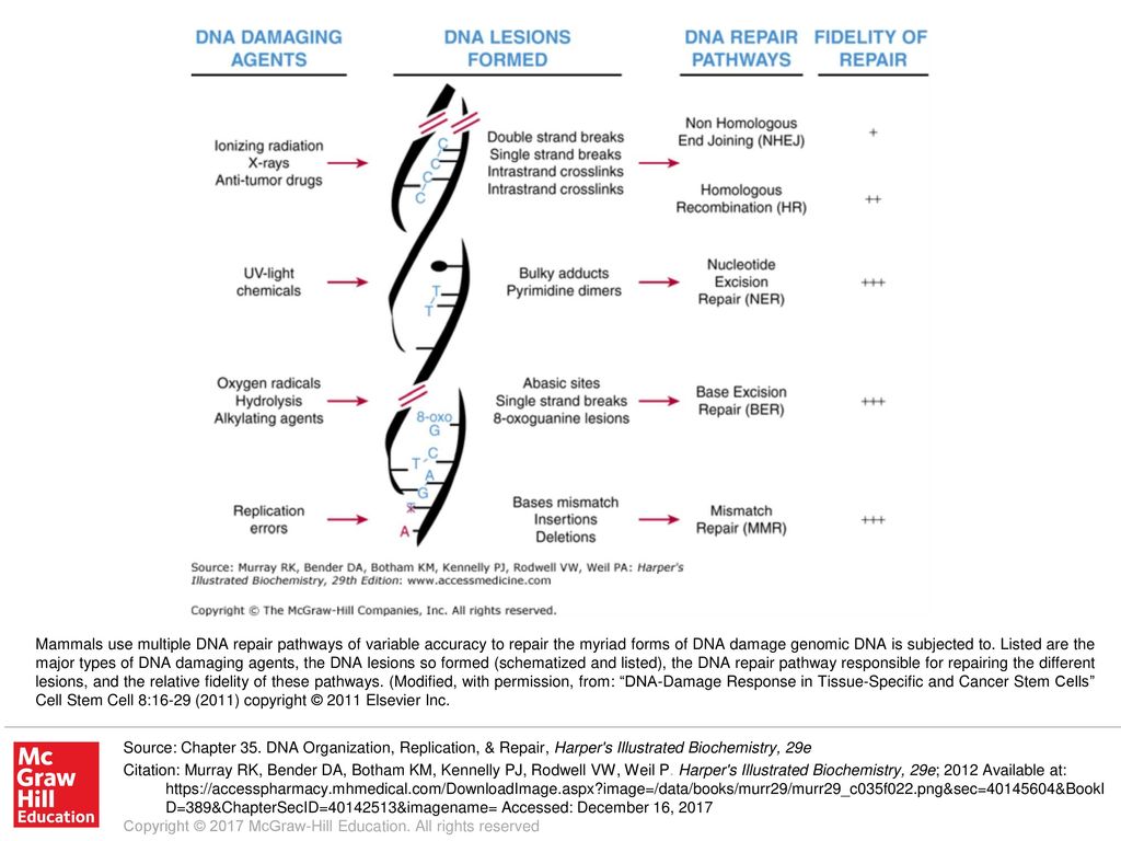 Mammals use multiple dna repair pathways of variable accuracy to repair
