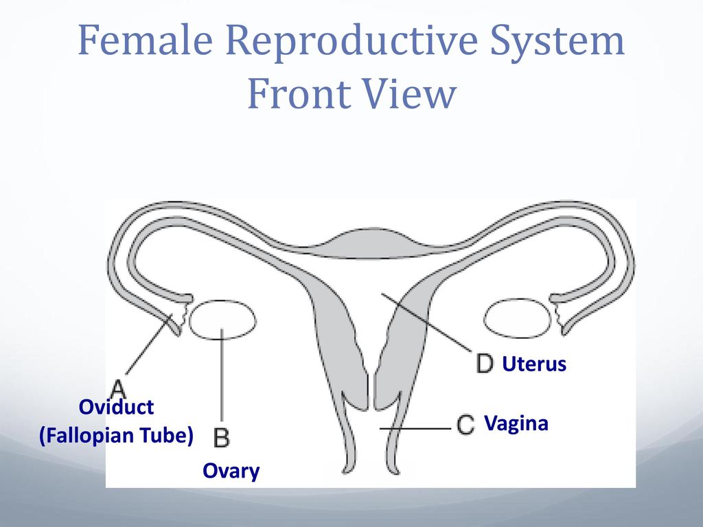 Regents Review Reproduction. - ppt download