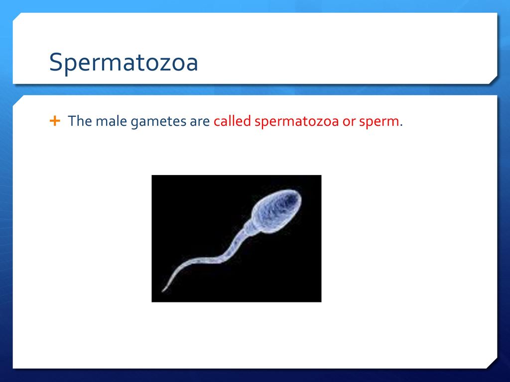 Spermatozoa The male gametes are called spermatozoa or sperm.