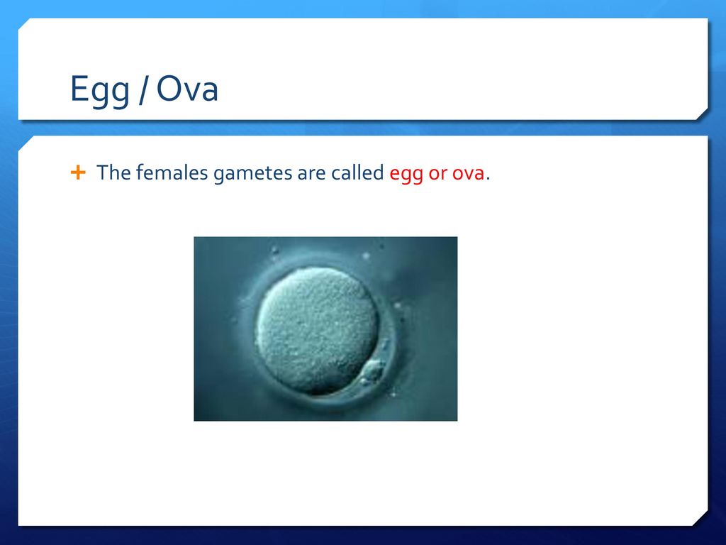 Egg / Ova The females gametes are called egg or ova.
