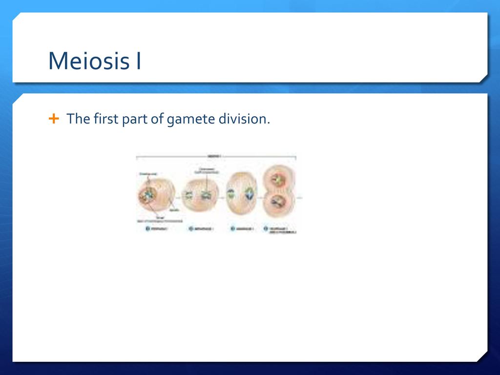 Meiosis I The first part of gamete division.