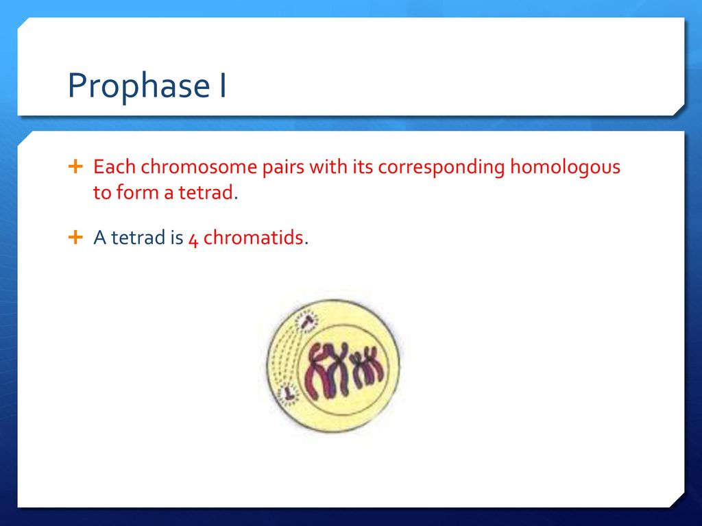 Prophase I Each chromosome pairs with its corresponding homologous to form a tetrad.