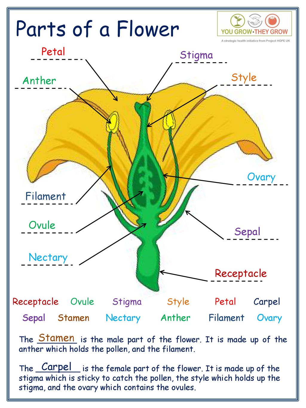 Parts Of A Flower Petal Stigma Style Anther Ovary Filament Ovule Sepal Ppt Download