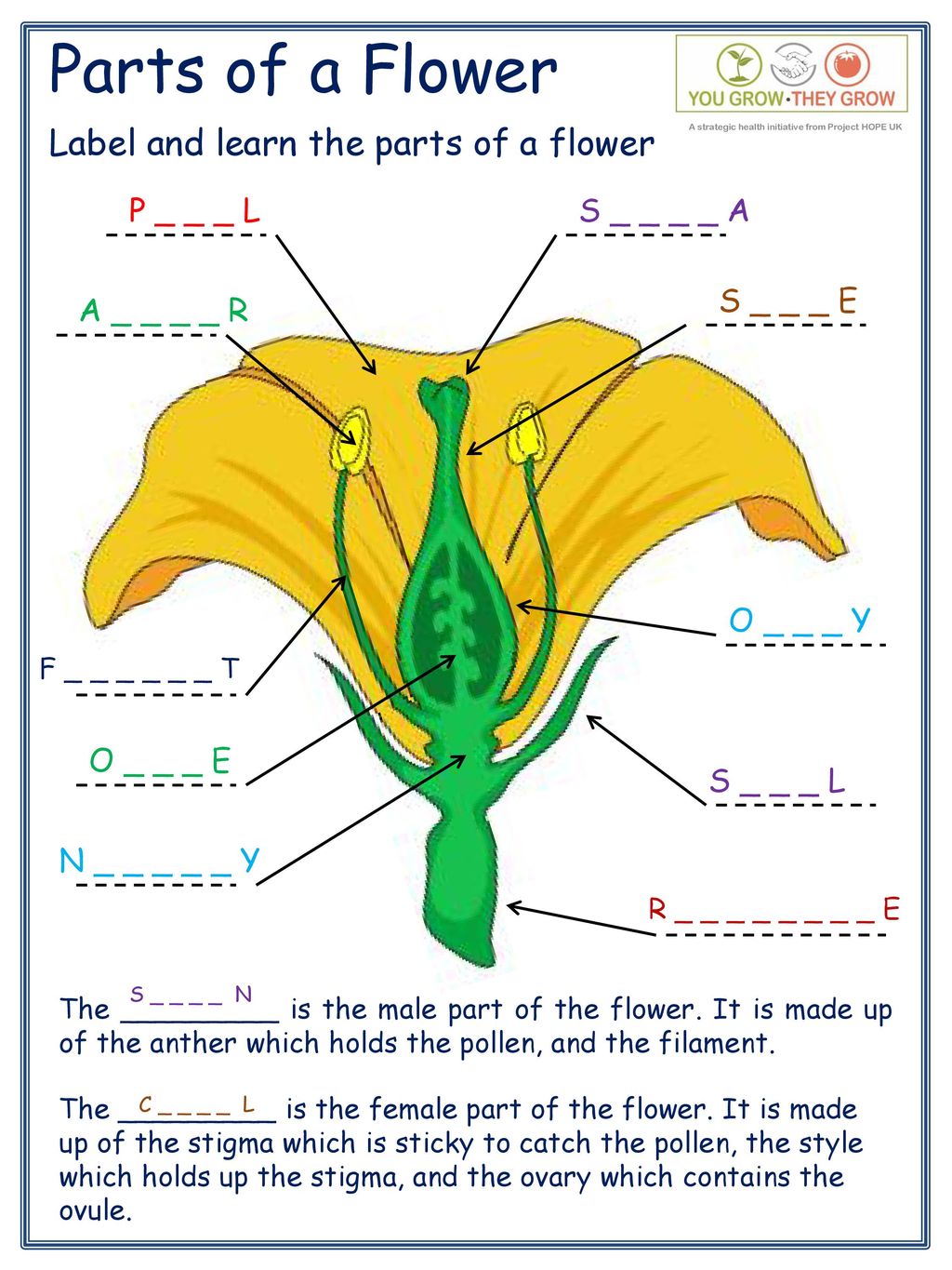 Parts Of A Flower Petal Stigma Style Anther Ovary Filament Ovule Sepal Ppt Download