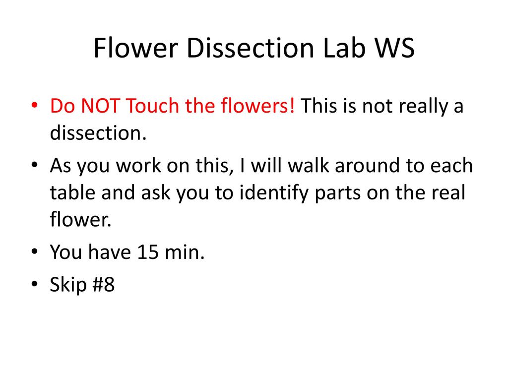 Flower Dissection Lab WS