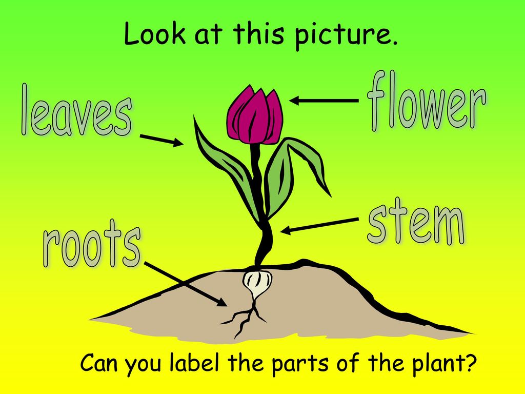 Be a flower монолог. Parts of a Plant. Flower main Parts. Plant a Flower ppt. Plant Flowers.