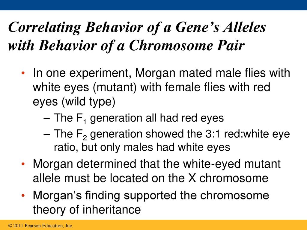 Correlating Behavior of a Gene’s Alleles with Behavior of a Chromosome Pair