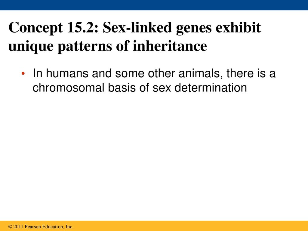 Concept 15.2: Sex-linked genes exhibit unique patterns of inheritance