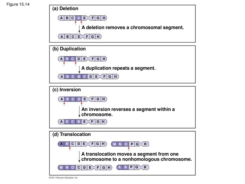 A deletion removes a chromosomal segment.