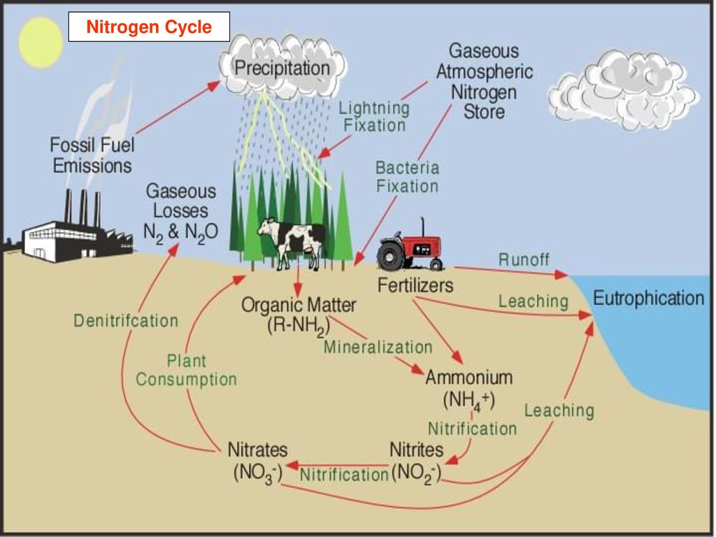 Environmental Science Do Now - ppt download