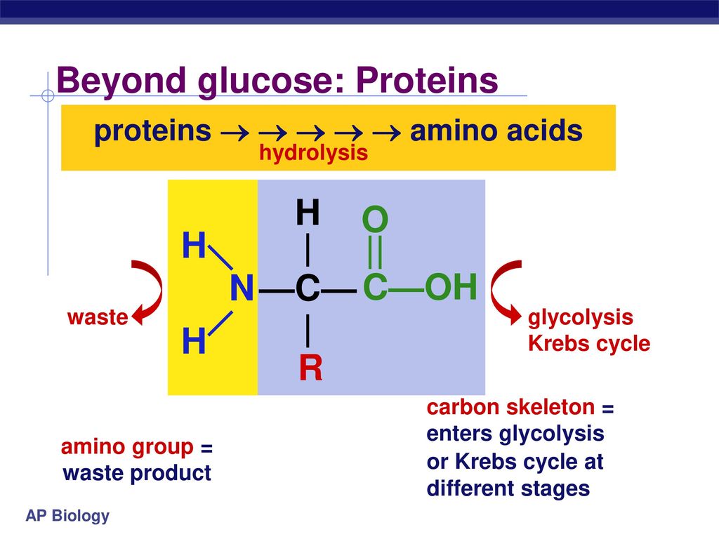 Beyond glucose: Proteins