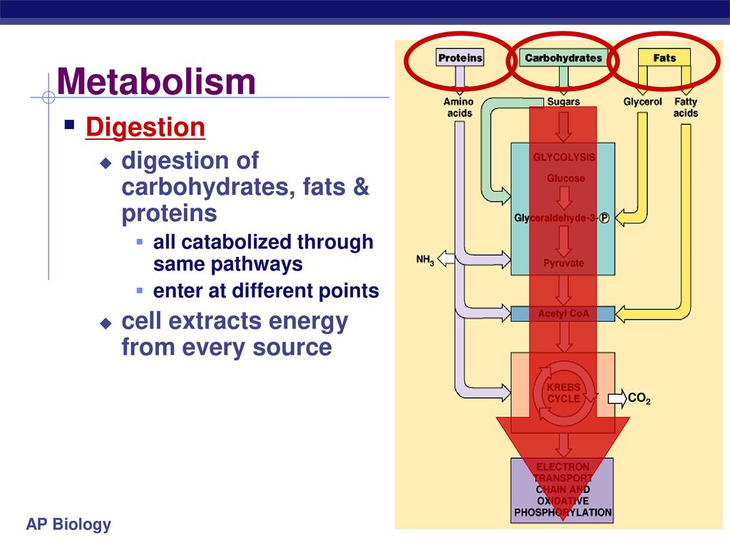 Metabolism Digestion digestion of carbohydrates, fats & proteins