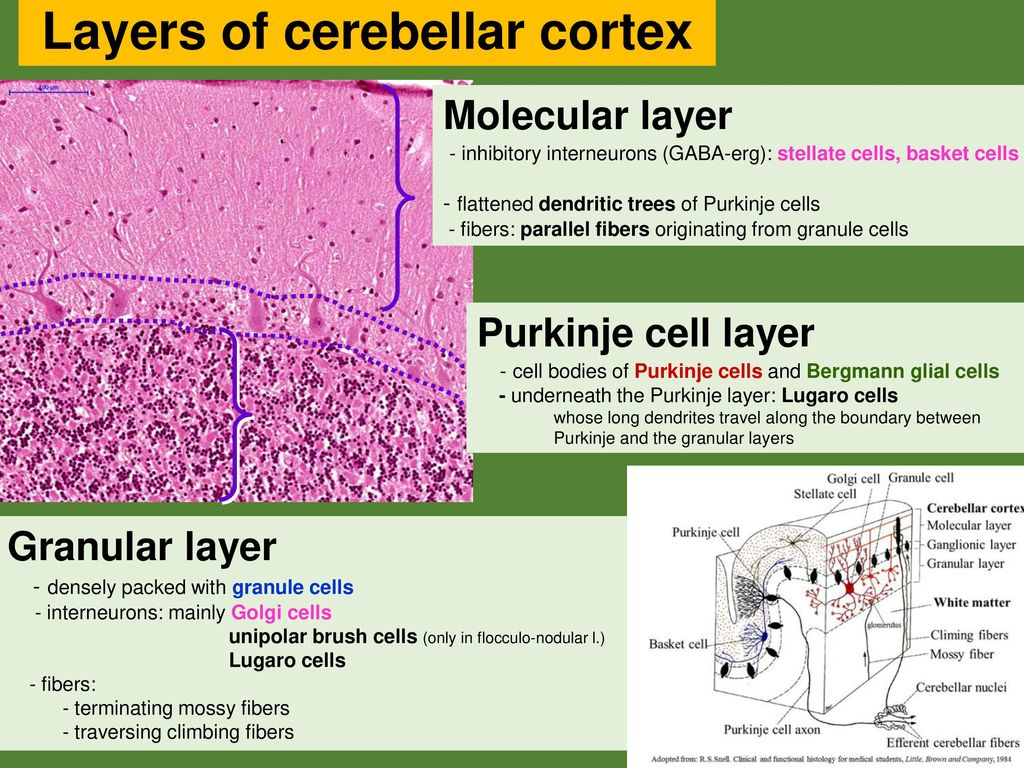 CEREBELLUM histology – neural connections – cerebellar syndromes - ppt  download