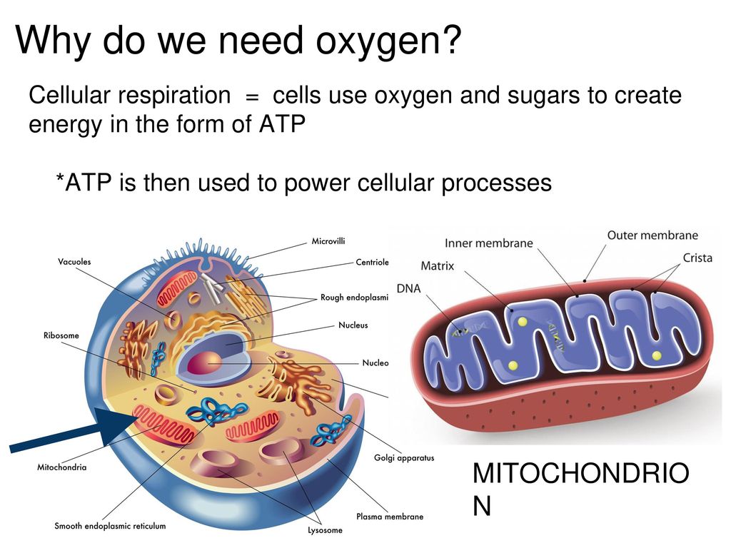 Митохондрия процесс клеточное дыхание. Mitochondria is the Powerhouse of the Cell meme. Mitochondria is the Powerhouse. Митохондрия. Клетка.