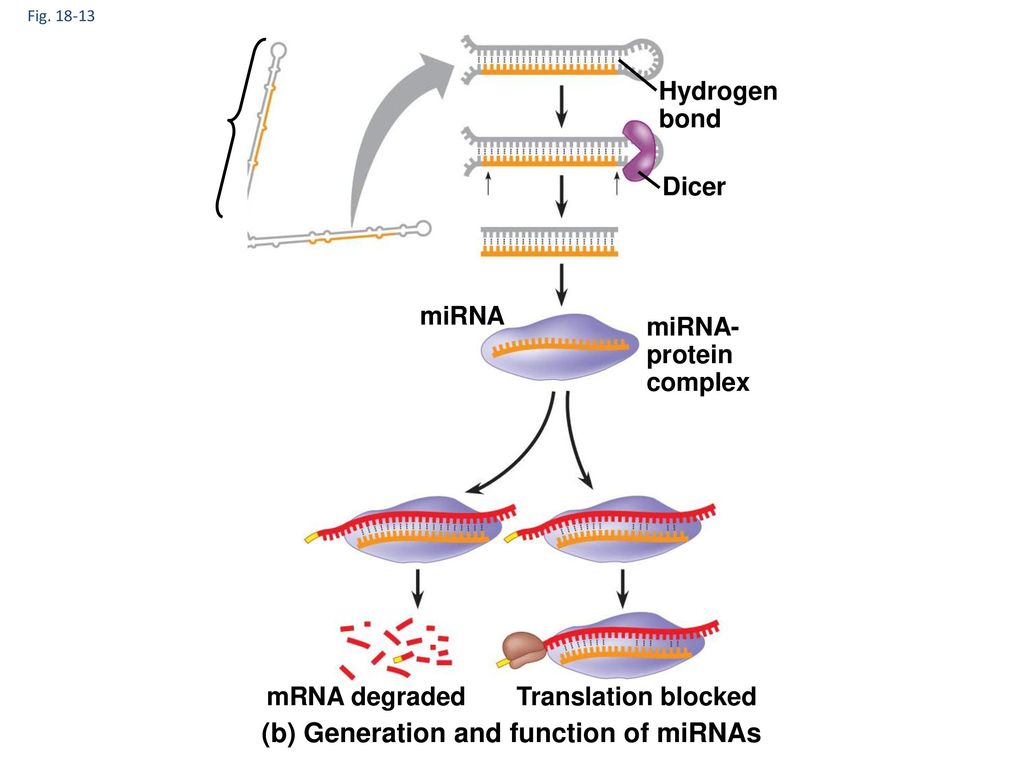 (b) Generation and function of miRNAs