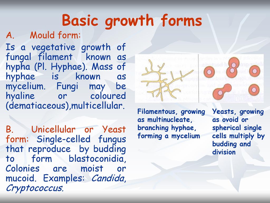 Basic growth forms A. Mould form: