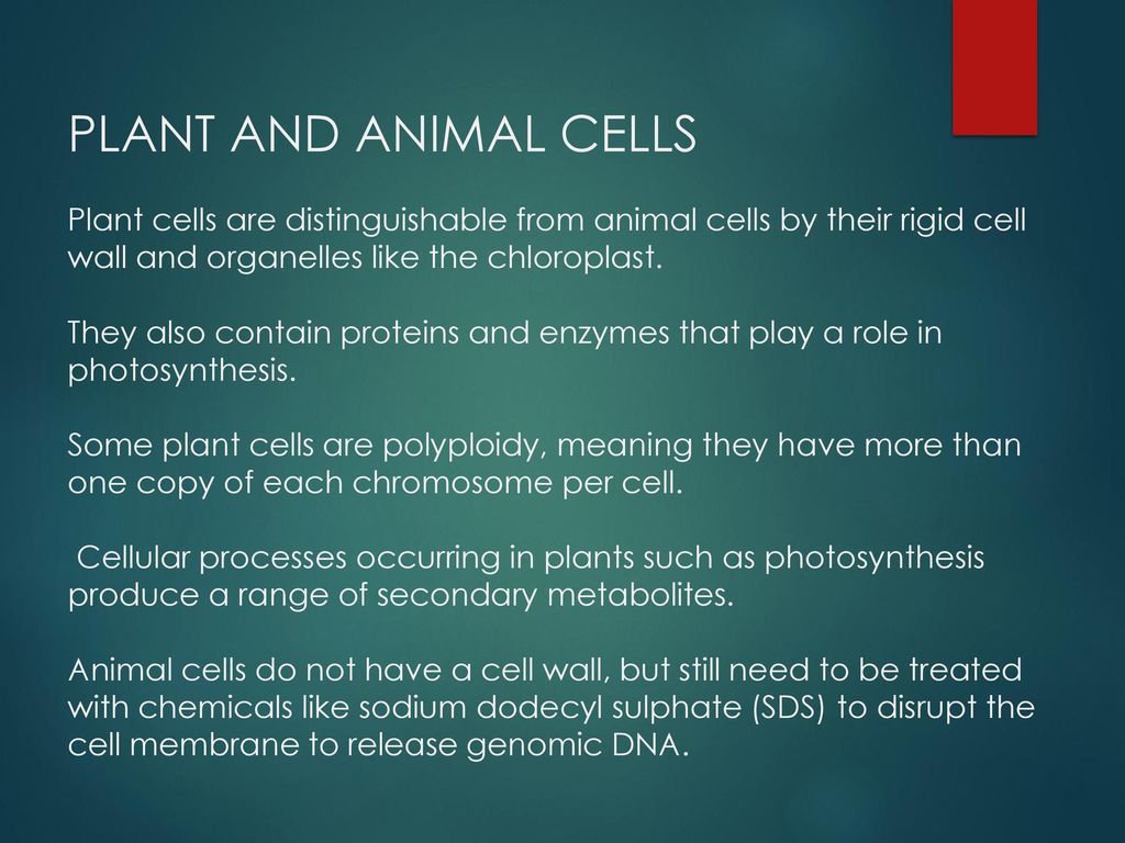 The Difference of the Genomic DNA Extraction Between Animal & Plant - ppt  download