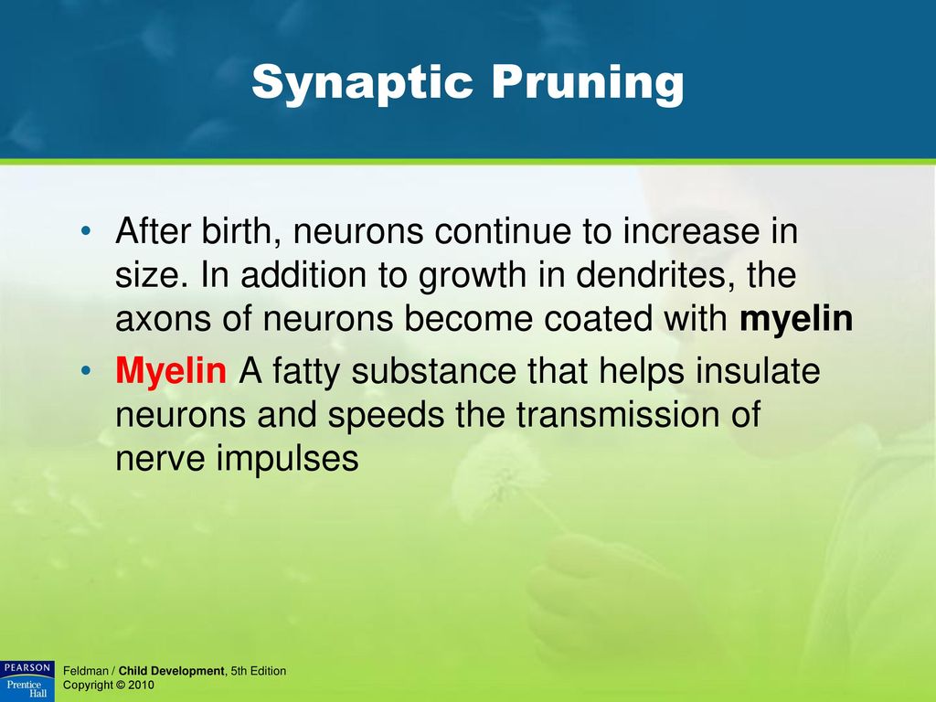 Synaptic Pruning