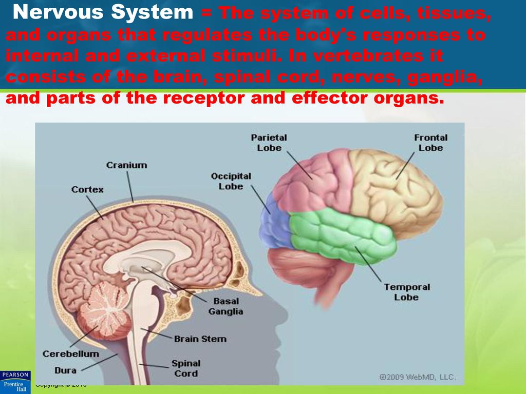 Nervous System = The system of cells, tissues, and organs that regulates the body s responses to internal and external stimuli.