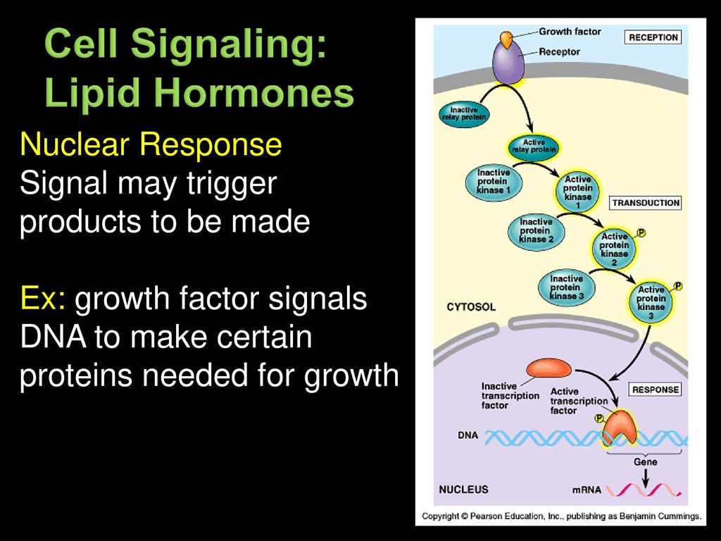 Cell Signaling: Lipid Hormones