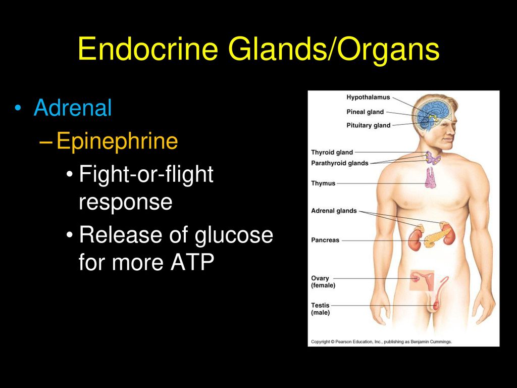 Endocrine Glands/Organs