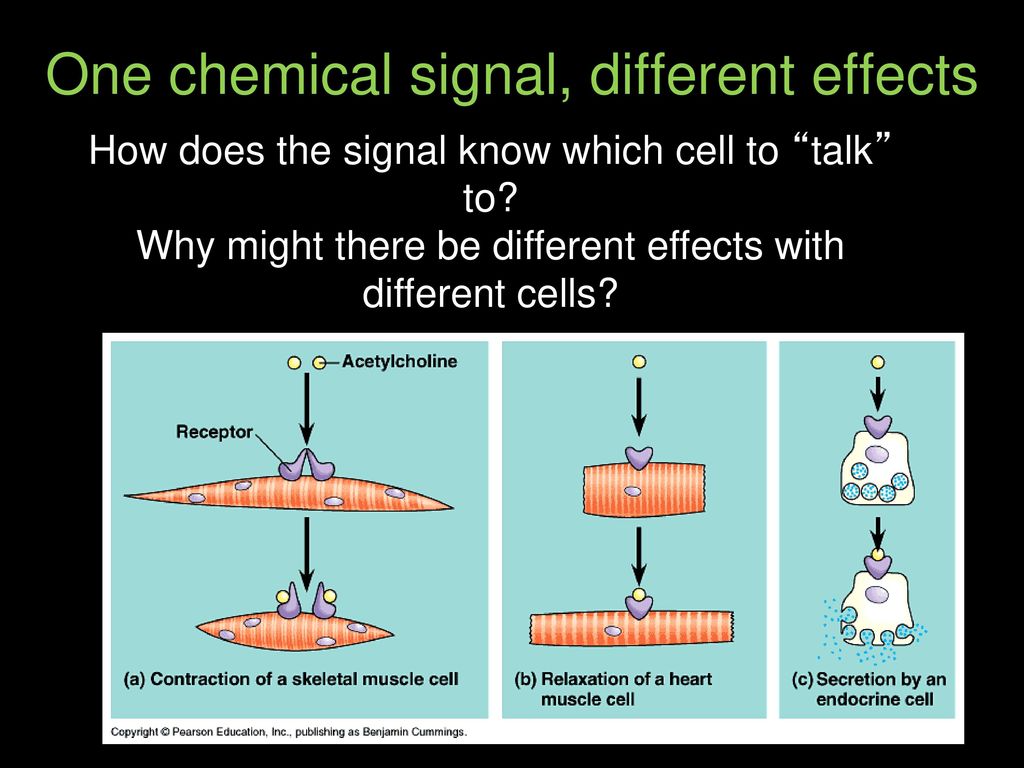 One chemical signal, different effects