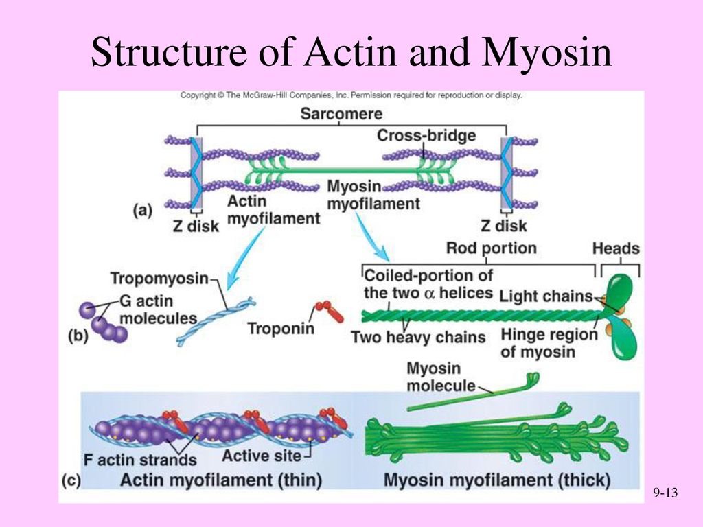Anatomy and physiology sixth edition ppt download