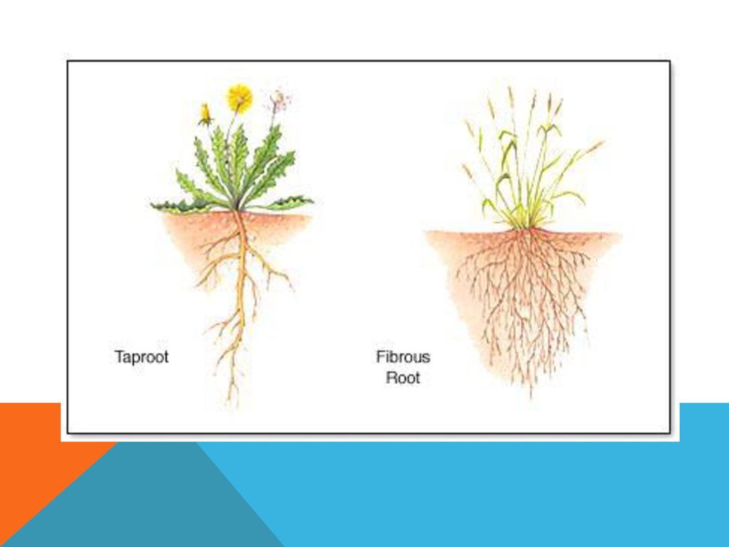 Корневой root. Тип корневой системы одуванчика. Корневая система растений пустыни. Types of roots. Корневая система брахикомы.