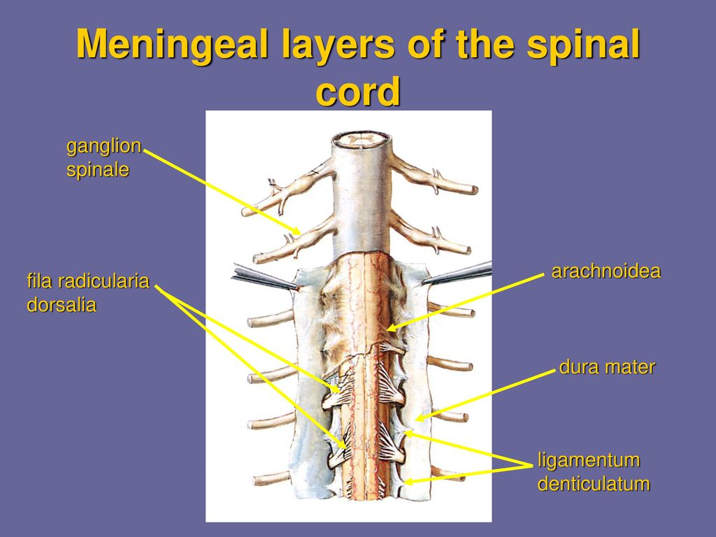 Nervous system: brain, spinal cord - ppt download