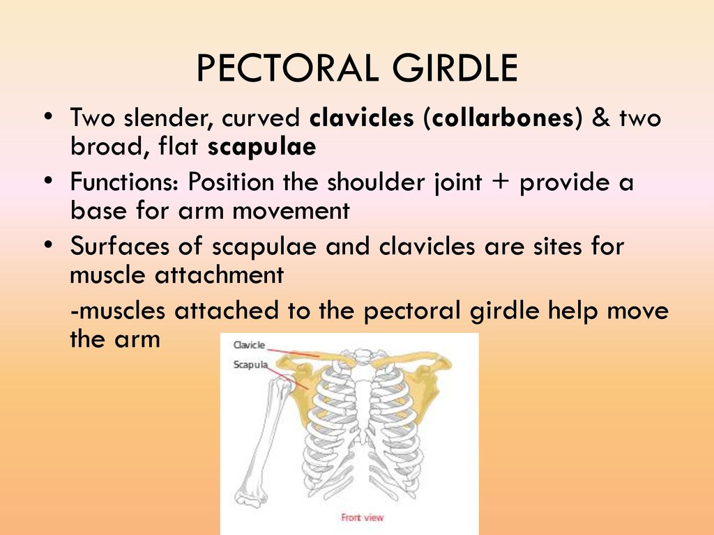 PPT - Pectoral Girdle PowerPoint Presentation, free download - ID